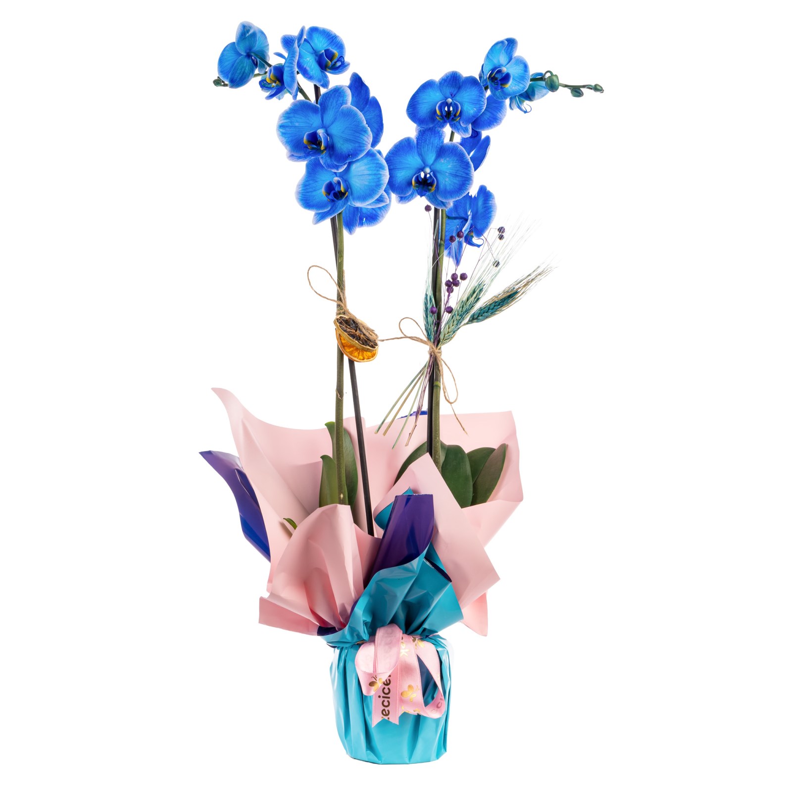 Sapphire Kiss Çiftli Mavi Orkide