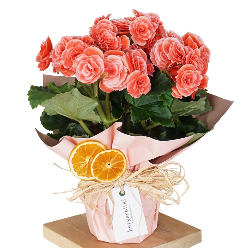 Begonia Toran Candy Gift (Begonya)