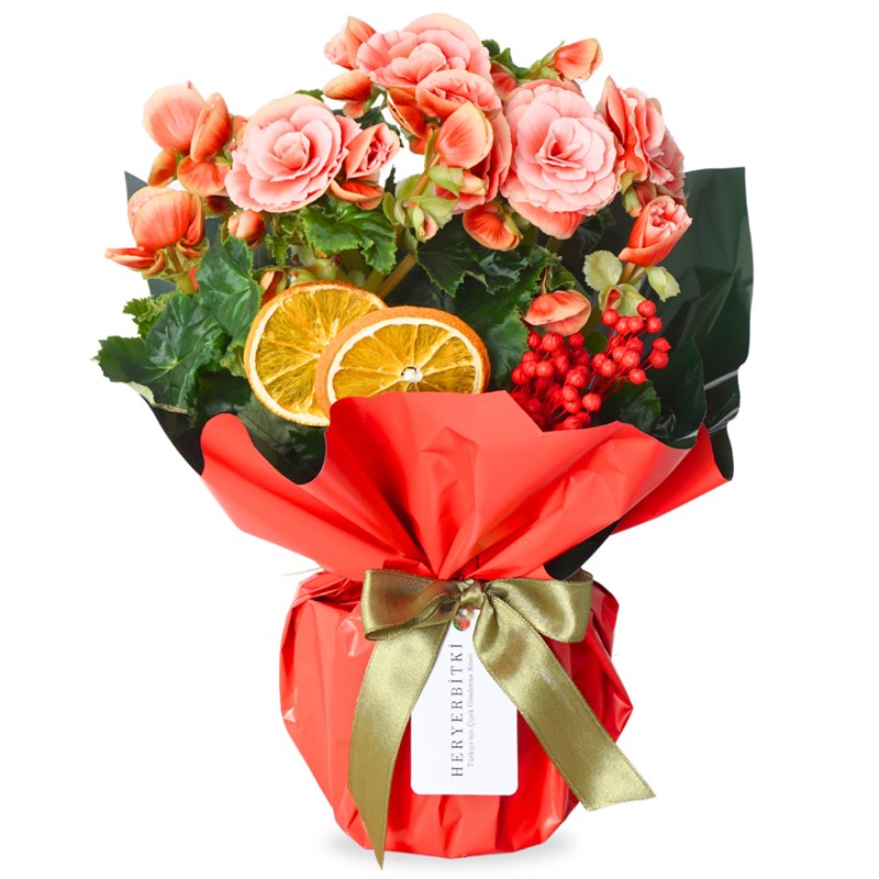 Begonia Surprise (Katmerli Pembe Begonya)